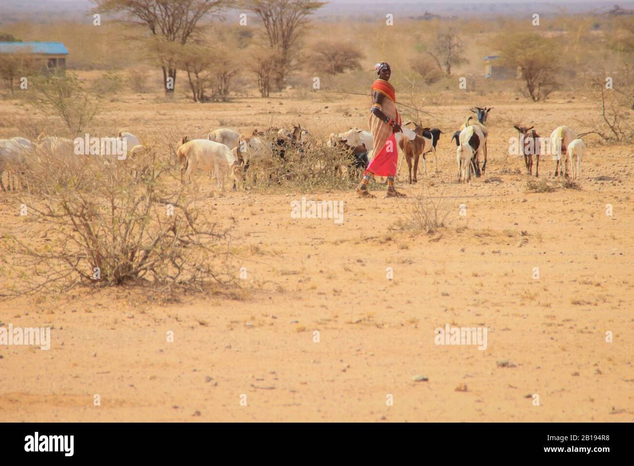 Marsabit, Kenya - January 16, 2015: African female shepherd from the Samburu tribe (a related Masai tribe) in a national costume herding a flock of go Stock Photo