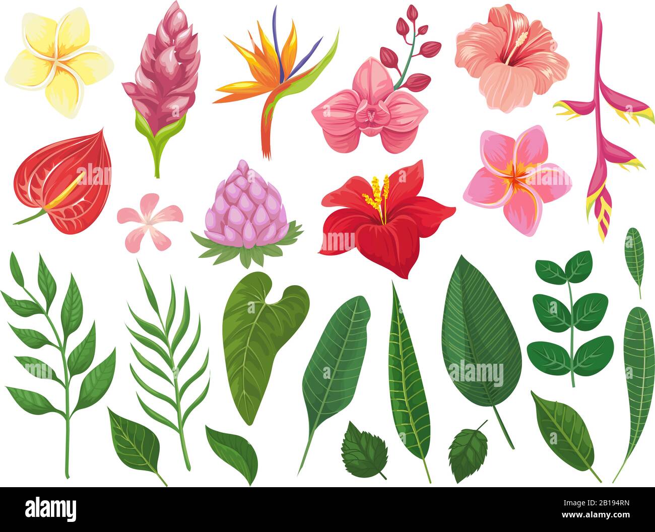Tropical flowers. Tropics flower leaves, summer leaf on branch and tropic wild plants leafs vector illustration set Stock Vector