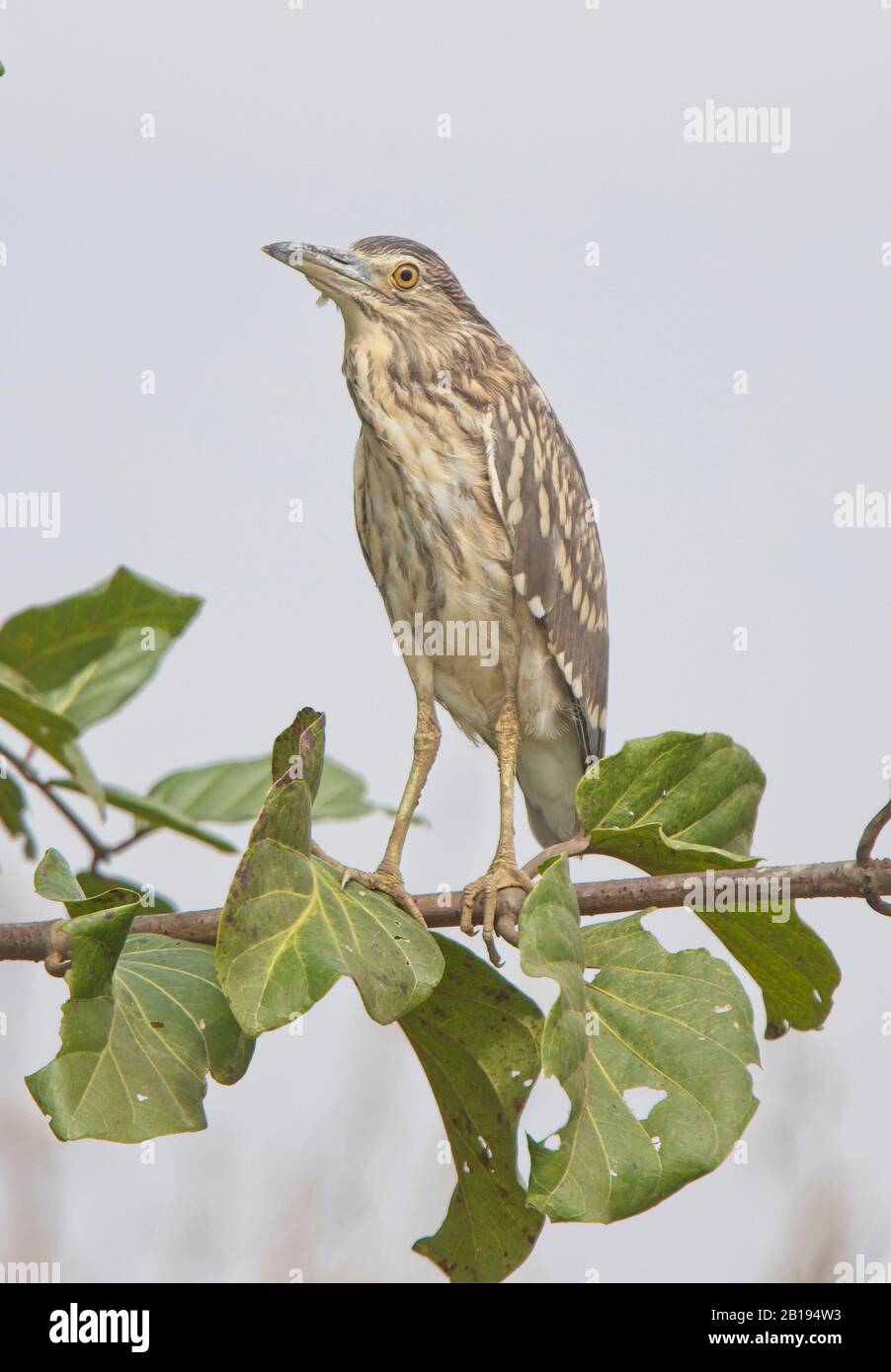 Black-crowned Night Heron (Nycticorax nycticorax), juvenile perched on a branch above the River Gambia. Stock Photo