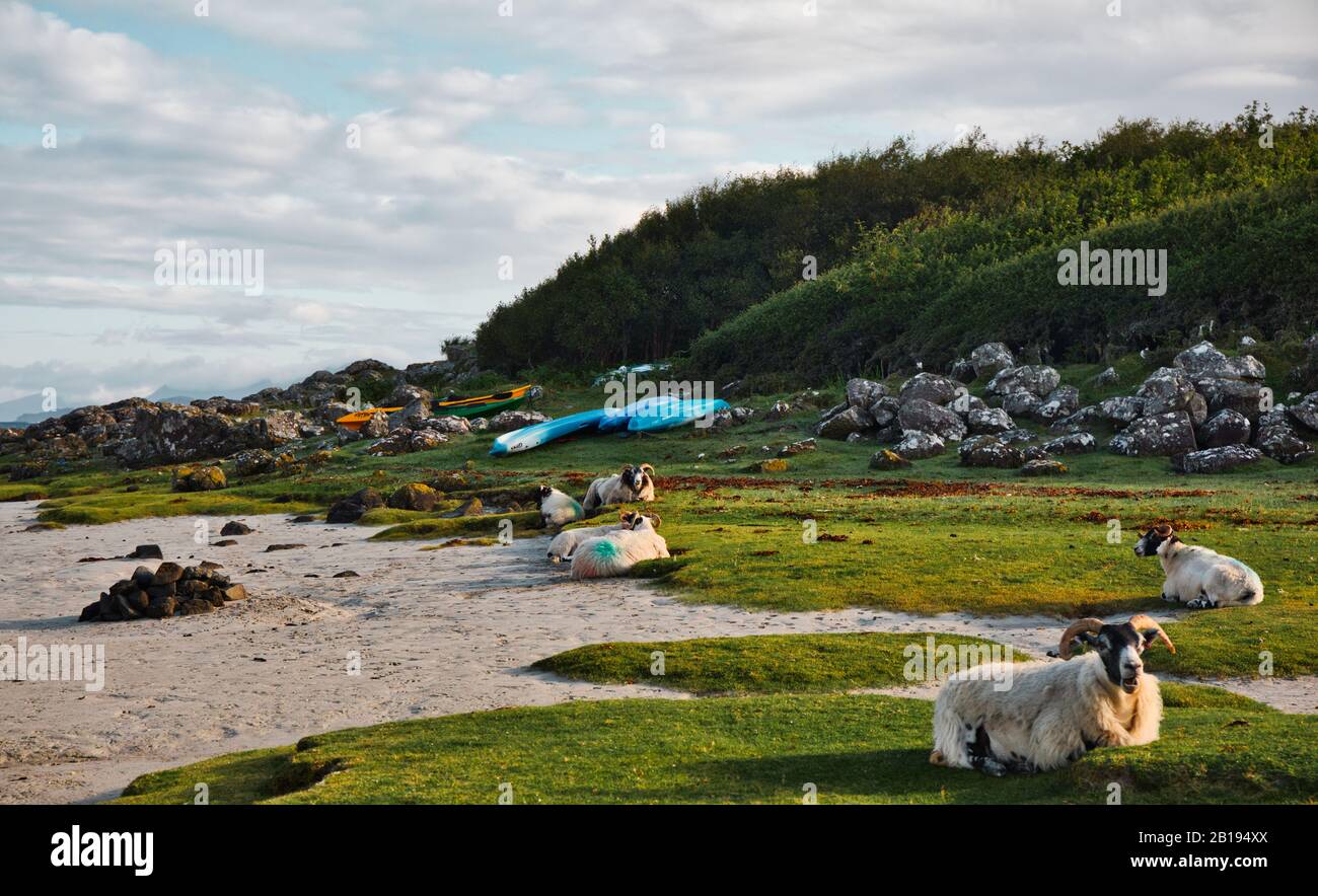 Sheep and kayaks by the beach at Portuairk a crofting township on the wild and remote Ardnamurchan Peninsula, Lochaber, Highland, Scotland Stock Photo