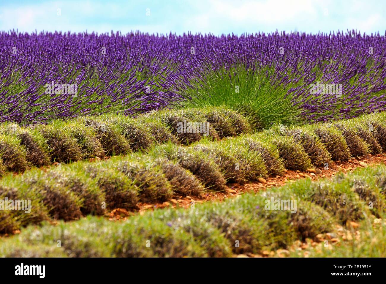 France, Provence blue flowers lavender harvest at Valensole Stock Photo