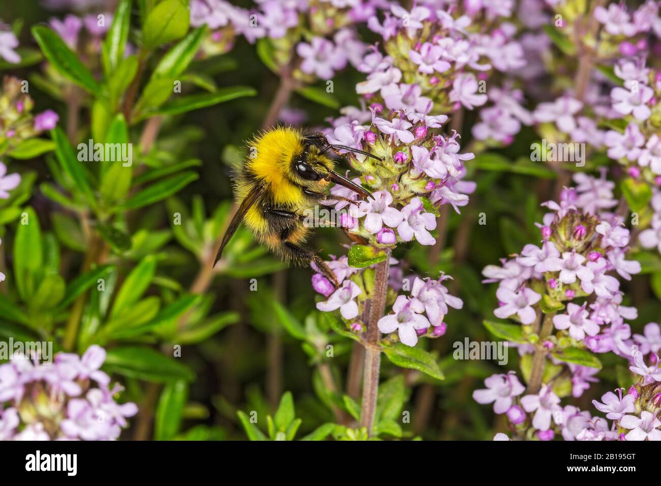 Early Bumble Bee (Bombus pratorum) feeding on Thyme (Thymus) in garden Cheshire UK May 2018 52973 Stock Photo