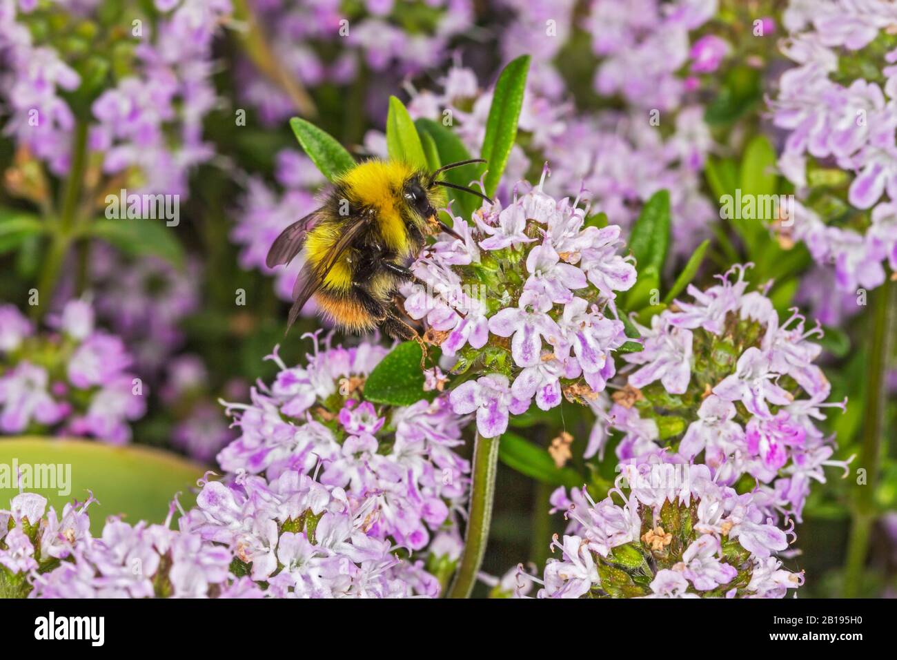 Early Bumble Bee (Bombus pratorum) feeding on Thyme (Thymus) in garden Cheshire UK May 2018 52981 Stock Photo