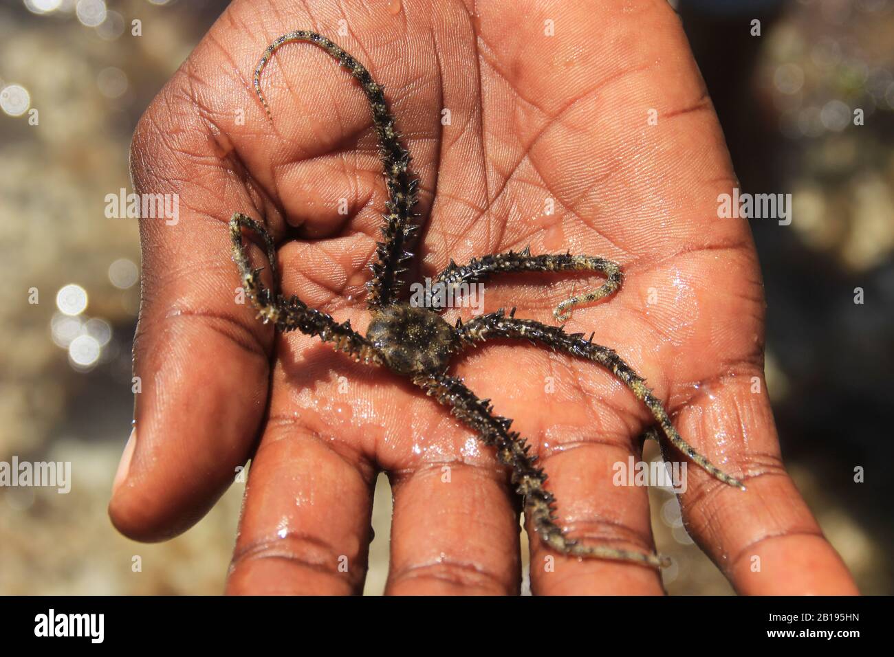 Nairobo, Kenya - January 18, 2015: An unusual starfish with spiky tentacles lies on his hand. Indian Ocean Marine Life Stock Photo