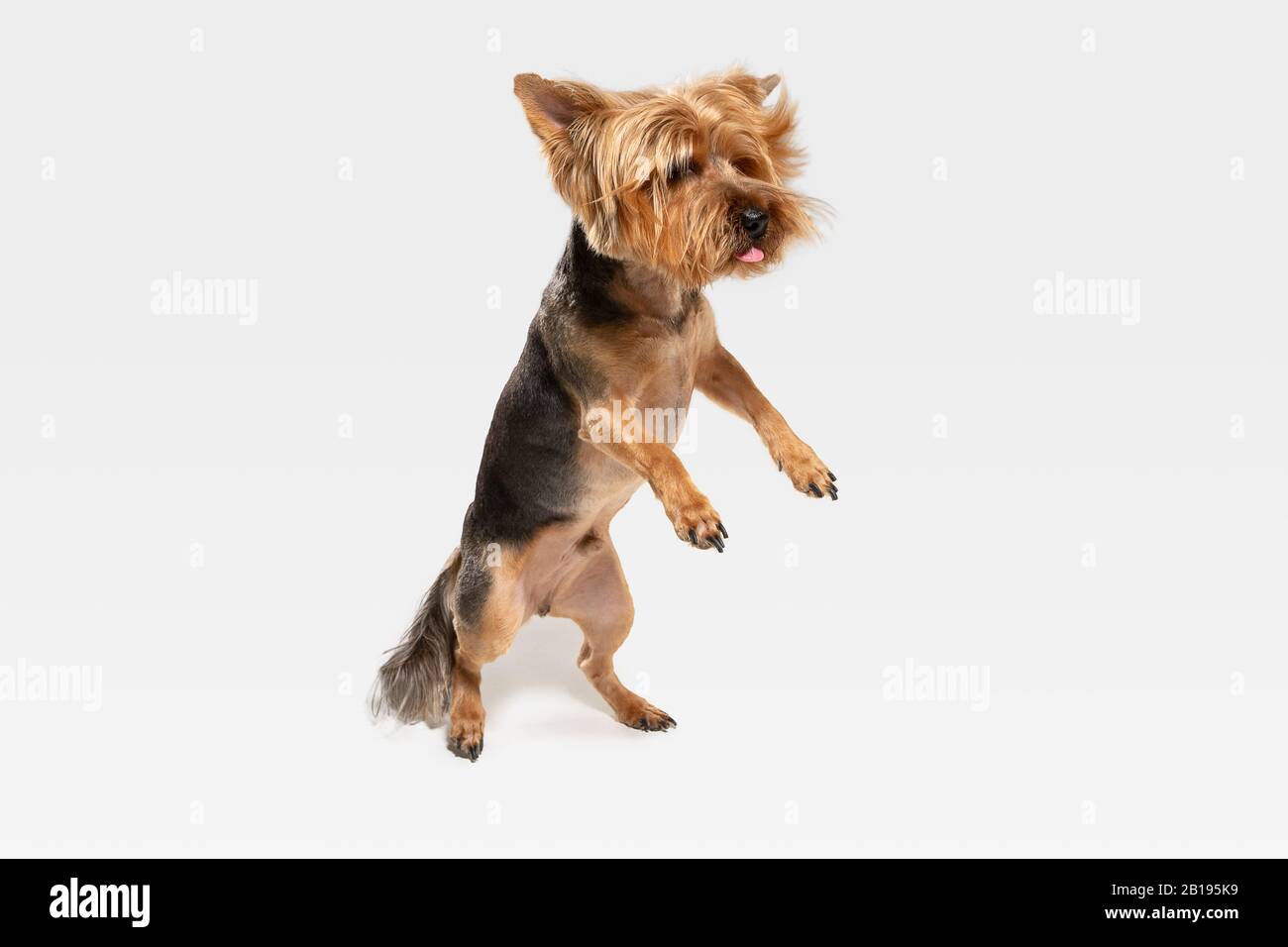 Flying, jumping. Yorkshire terrier dog is posing. Cute playful brown