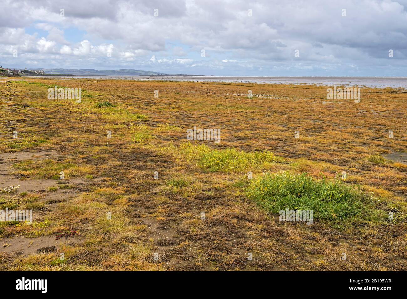 Hoylake beach showing grasses and other plants after
