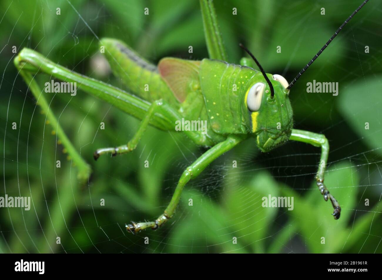 trapped on spider web Stock Photo Alamy