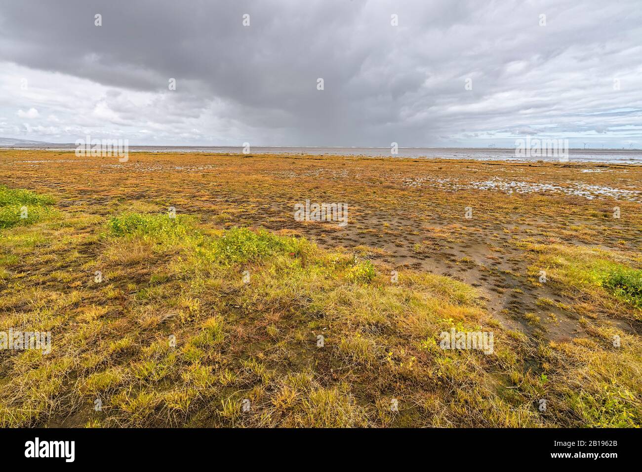 Hoylake beach showing grasses and other plants after spraying with glyphosate weed killer to clear the vegetation Wirral Merseyside UK August 2019 961 Stock Photo