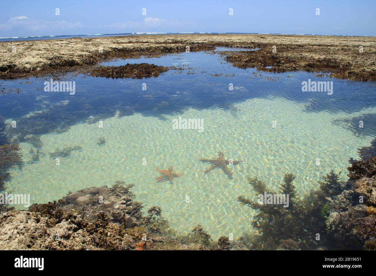 Starfish lie in the turquoise salt water of the Indian Ocean among the coral reefs at low tide Stock Photo