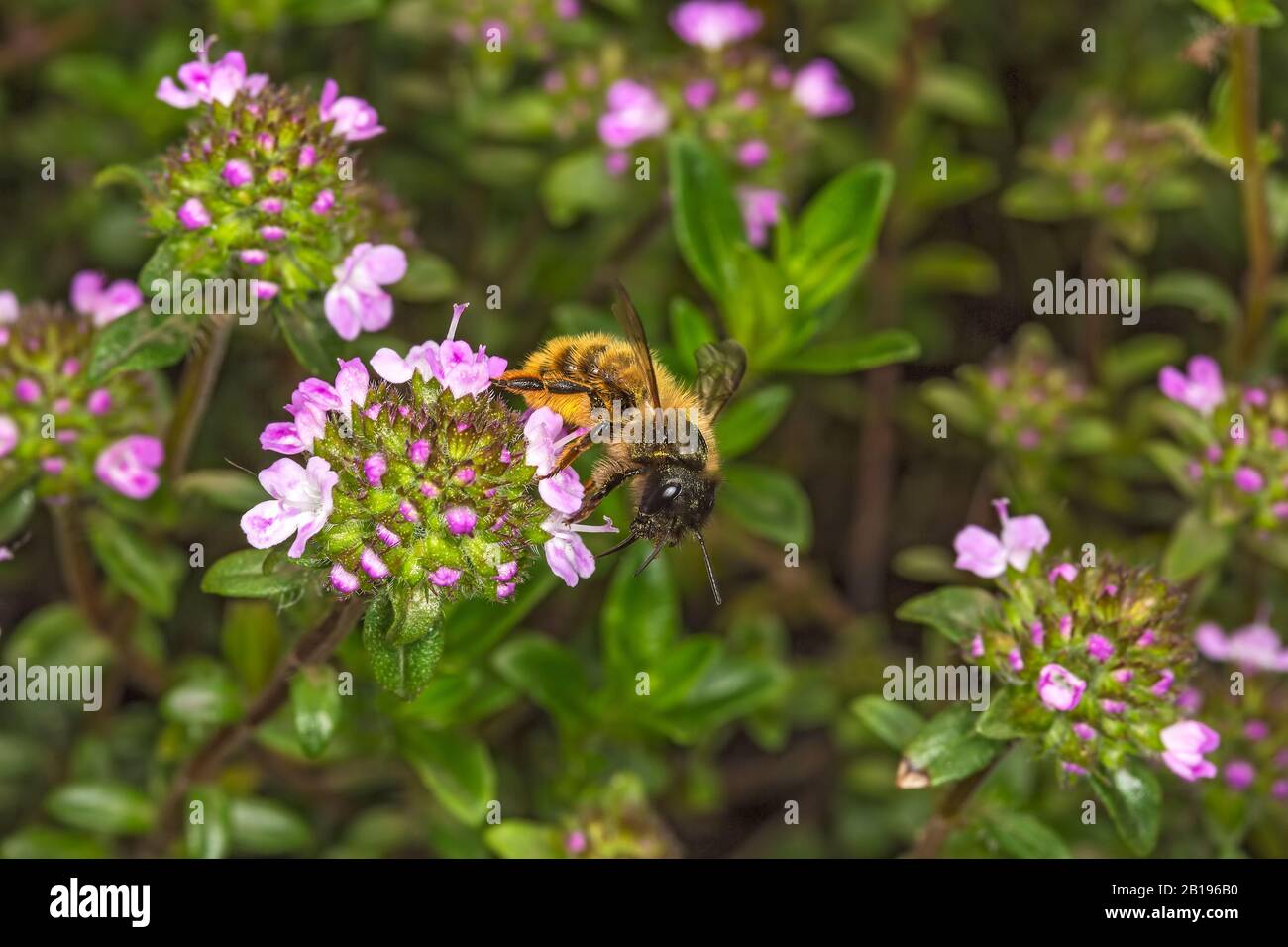 Red Mason Bee ((Osmia bicornis) feeding on Thyme (Thymus) in garden Cheshire UK April 2019 52200 Stock Photo