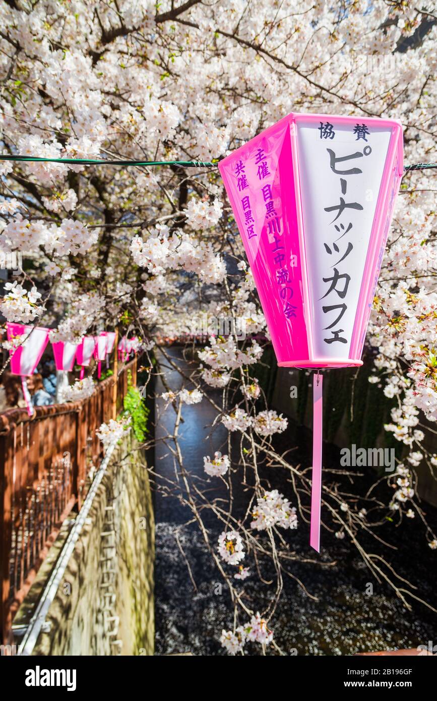 Hanami in Tokyo. The famous Meguro River Cherry Blossoms Promenade Stock Photo