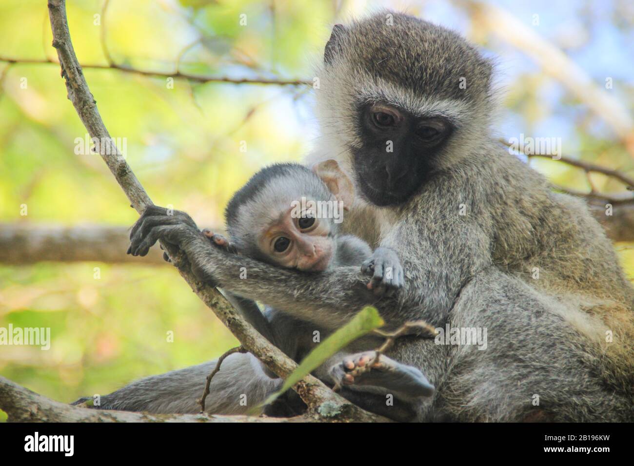 Lovely And Touching Mom And Baby Monkeys Care And Love Motherhood Stock Photo Alamy