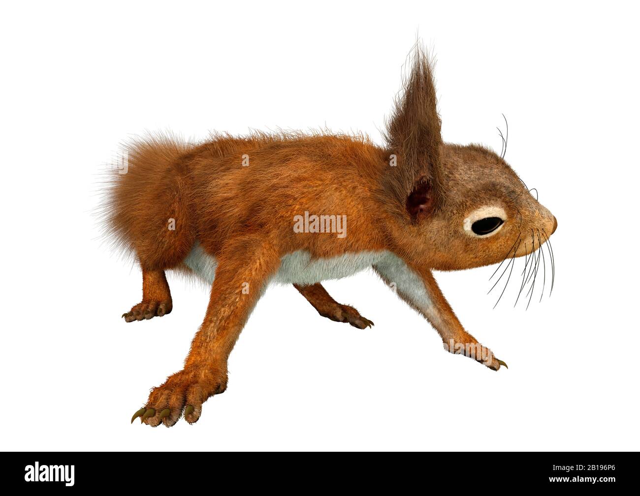 3D rendering of an European red squirrel isolated on white background ...