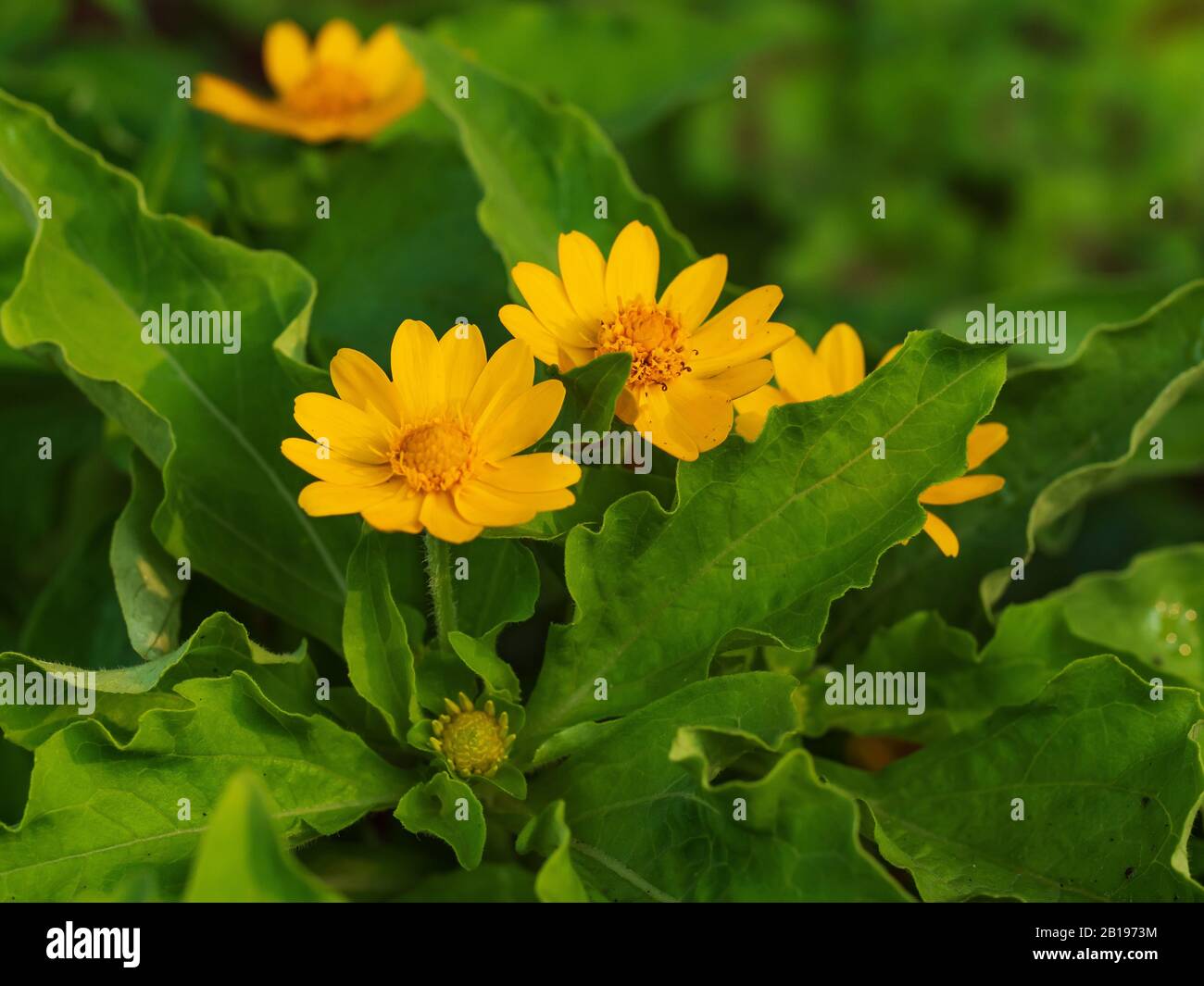 Close-up shot of the fresh and natural Wedelia trilobata yellow flower select focus shallow depth of field Stock Photo