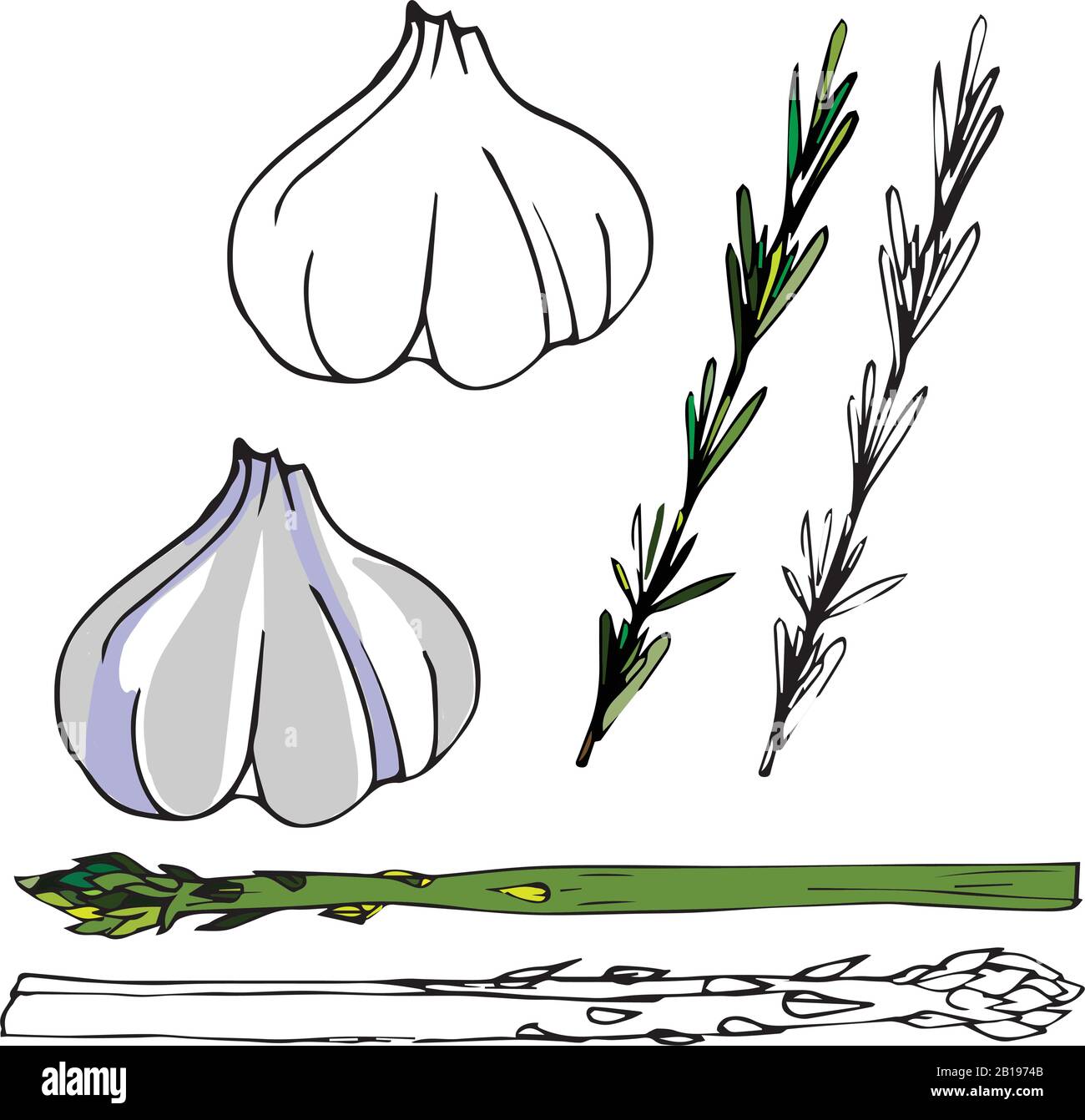 Drawn garlic, rosemary and asparagus. digital illustration. Cooking book design. Stock Vector