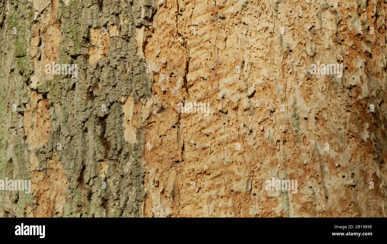 Deciduous oak forests infested drought dry and attacked by the European bark beetle pest Xyleborus monographus ambrosia, Scolytus intricatus Stock Photo