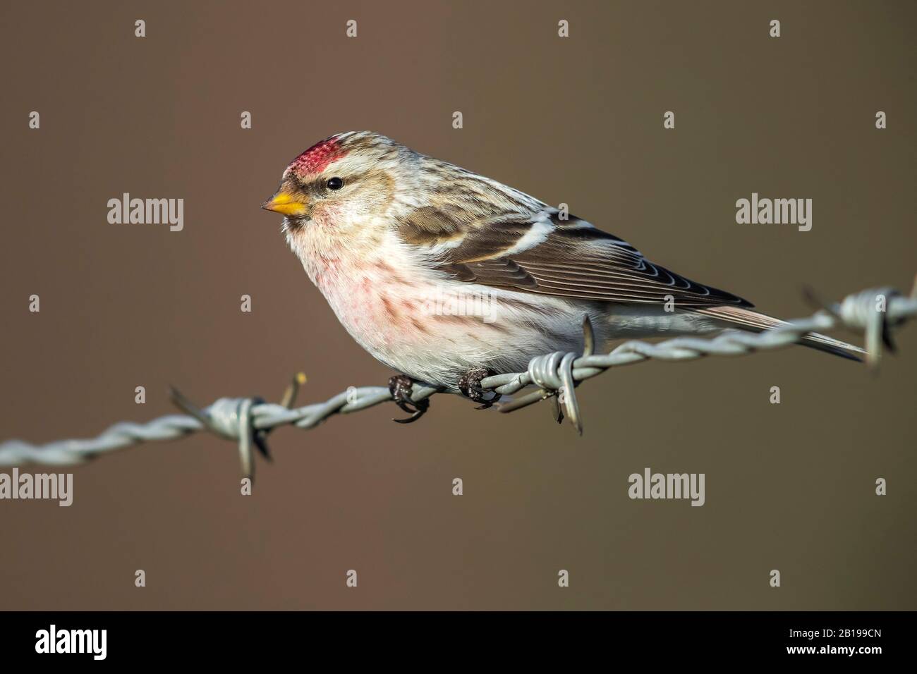 arctic redpoll, hoary redpoll (Carduelis hornemanni exilipes, Acanthis hornemanni exilipes), male perched on a wire, Netherlands, Gelderland Stock Photo