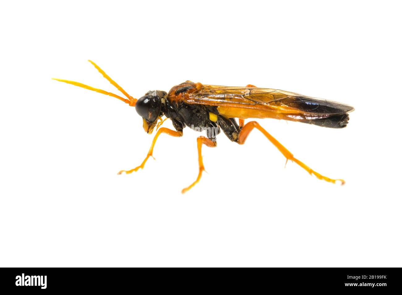 Sawfly, Saw-fly (Tenthredo campestris), lateral view, cutout, Netherlands Stock Photo