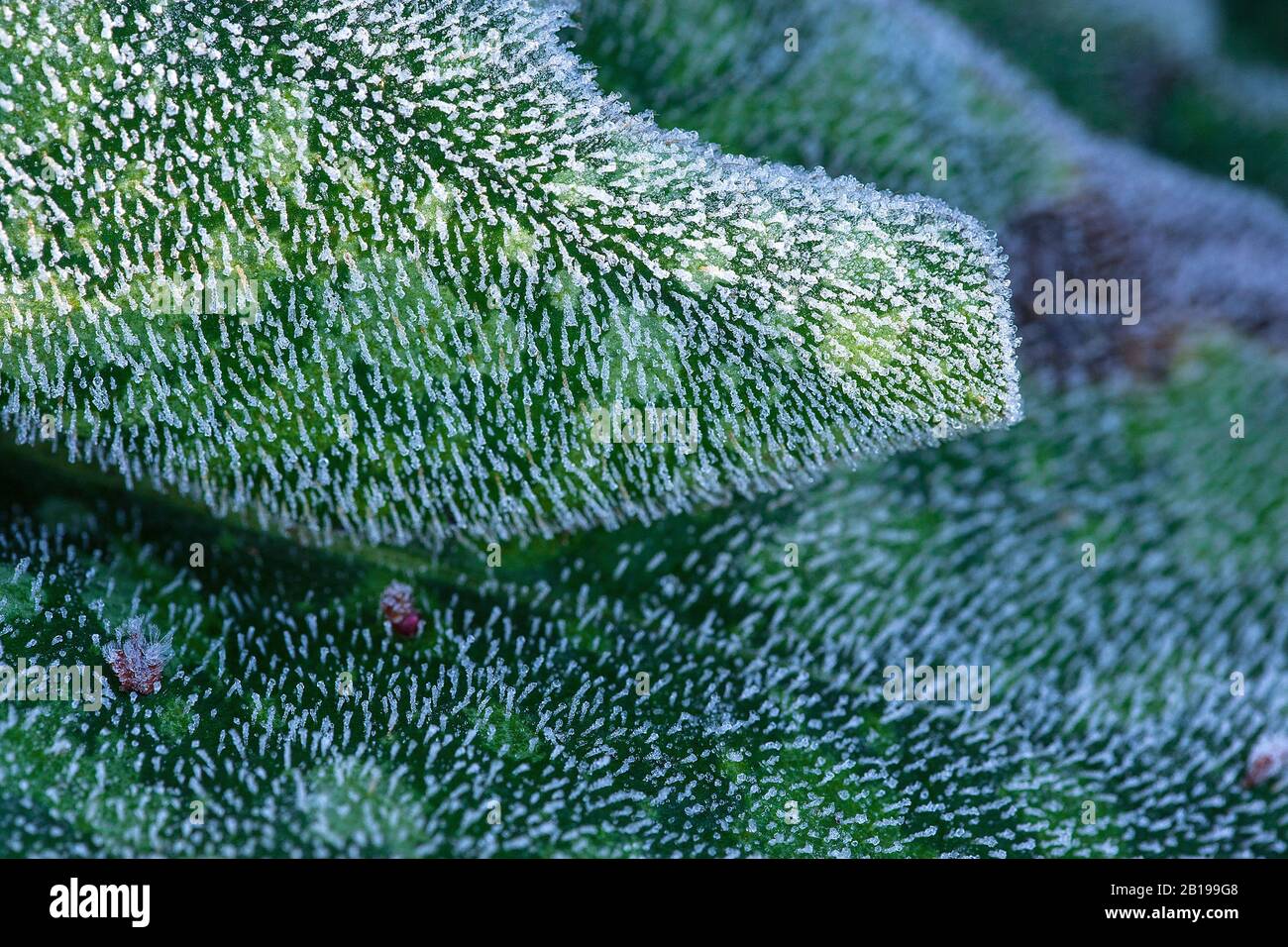 Common lungwort (Pulmonaria officinalis), leaves in frost, Netherlands, Frisia Stock Photo