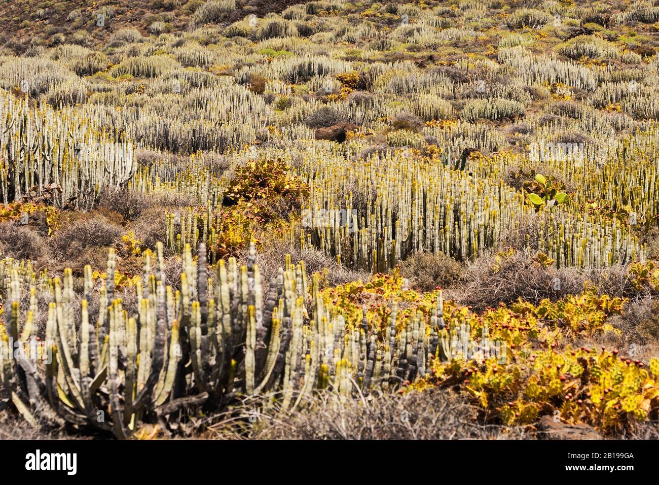 Canary Island Spurge (Euphorbia canariensis), in huge numbers on a slope, Canary Islands, Tenerife, Santa Cruz Stock Photo