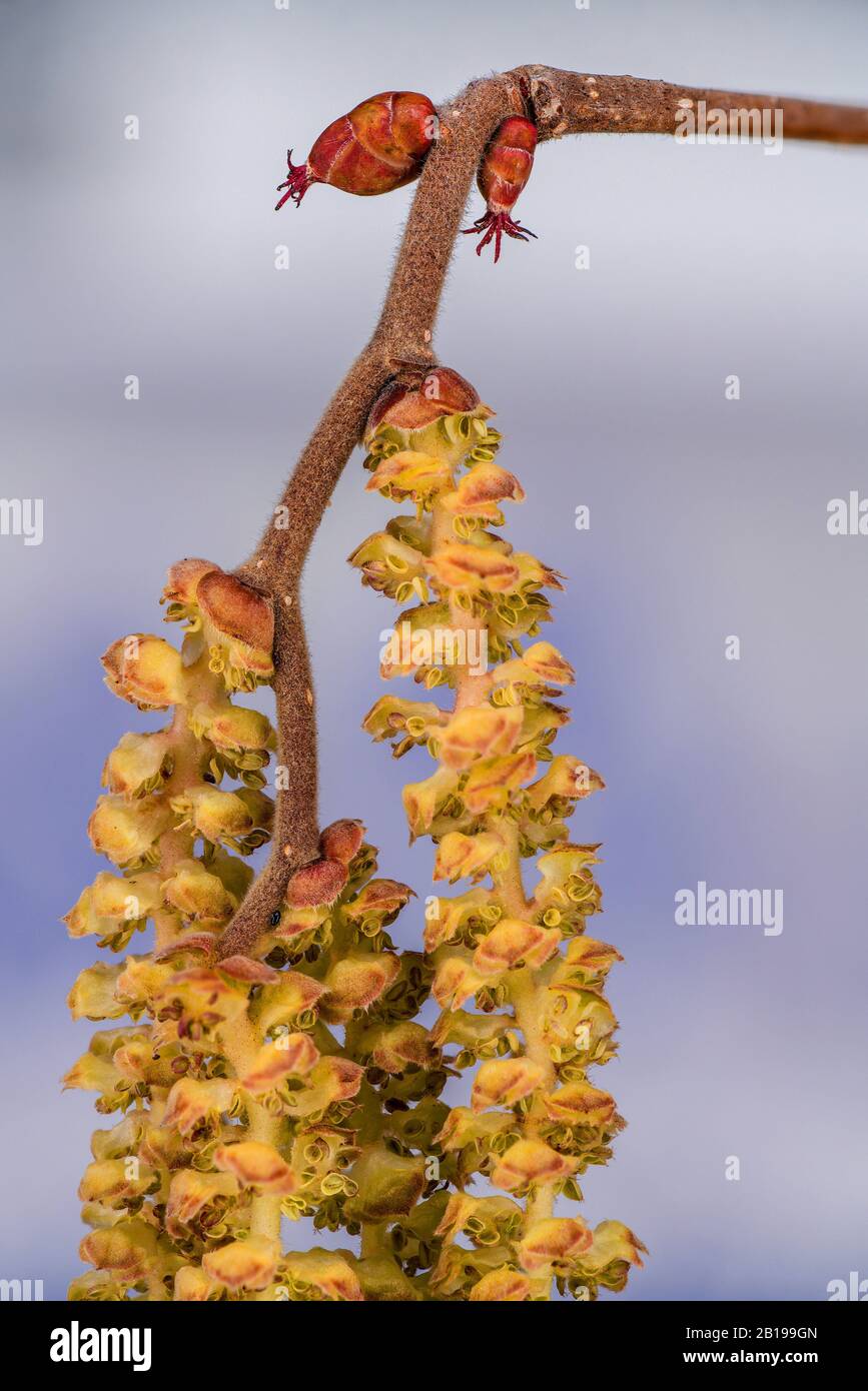 Common hazel (Corylus avellana), blooming hazel branch with female and male flowers, Germany, Bavaria, Oberbayern, Upper Bavaria Stock Photo