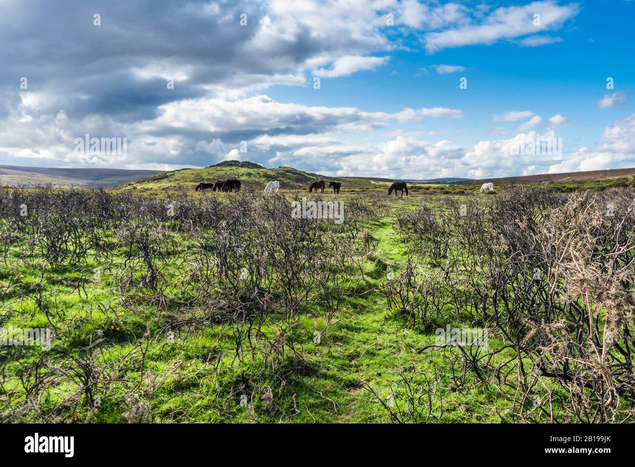 Dartmoor ponies grazing in front of Sharp Tor, Dartmoor South Devon UK. October 2019 Stock Photo