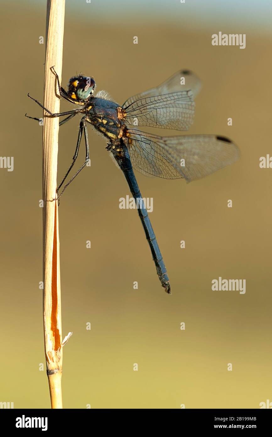 Dorsal Dropwing (Trithemis dorsalis), male, South Africa Stock Photo