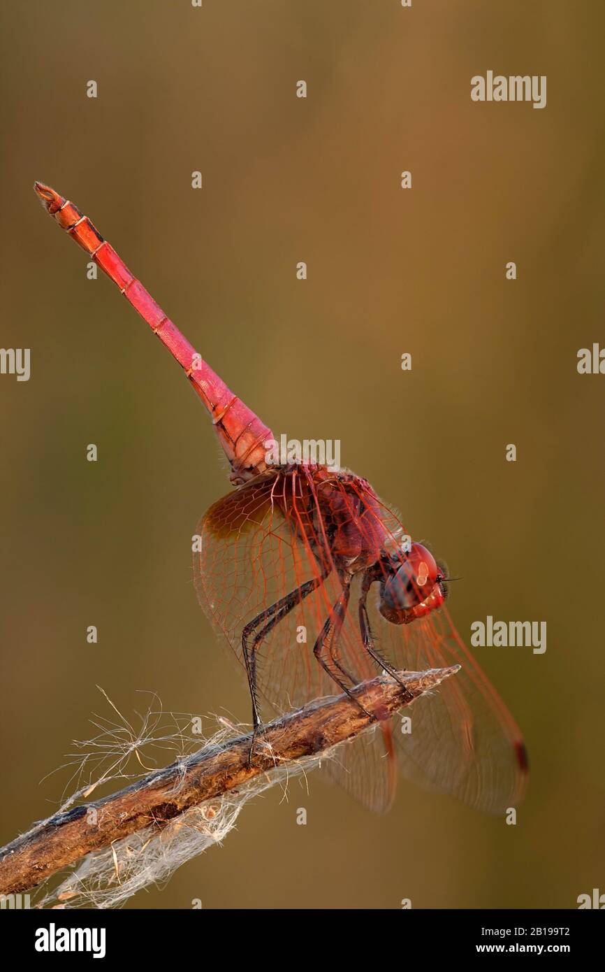 Violet dropwing, Violet-marked darter, Purple-blushed darter, Plum-coloured dropwing (Trithemis annulata), male, Gambia Stock Photo