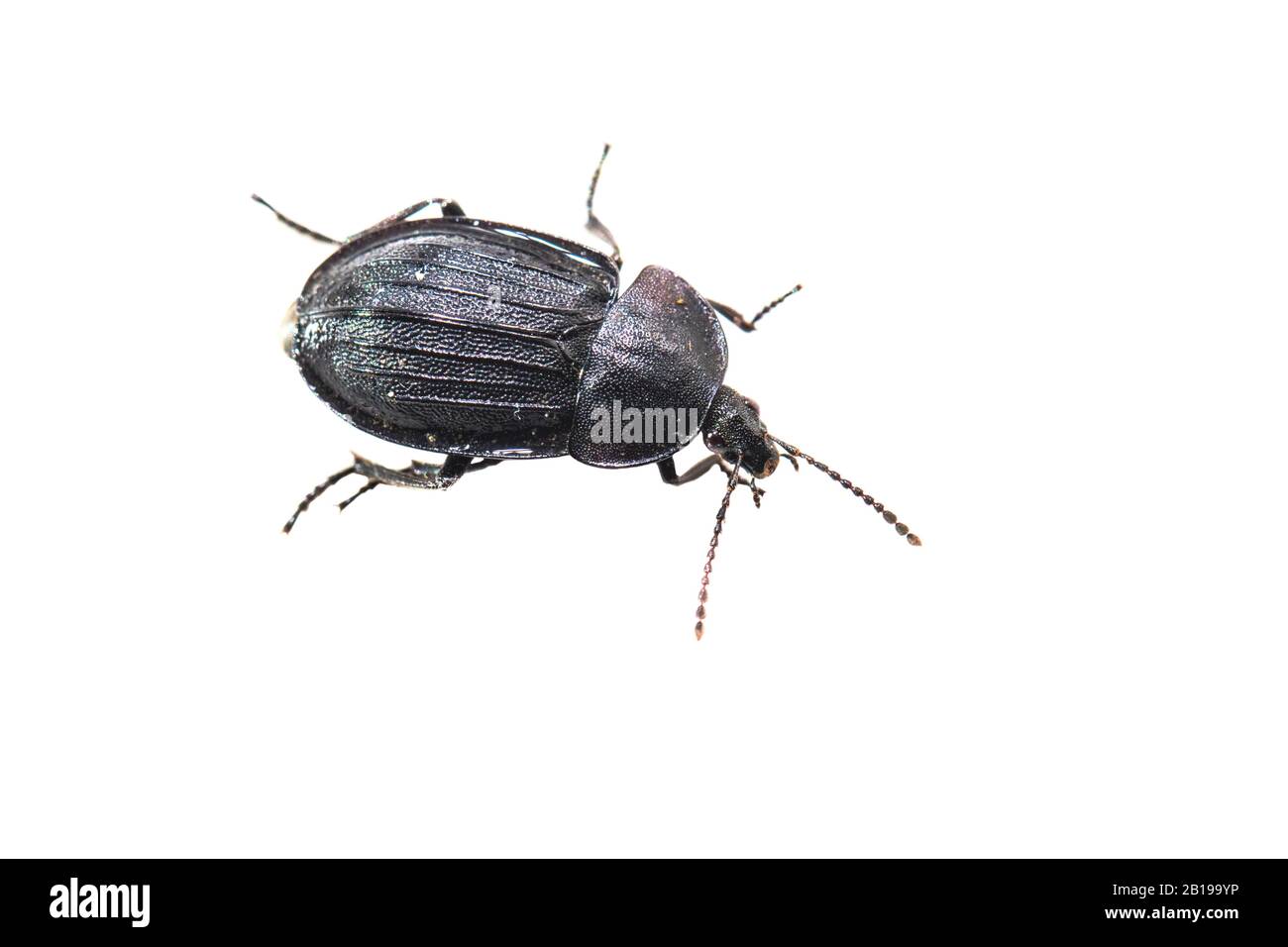 Carrion beetle (Phosphuga atrata, Silpha atrata), cutout, Netherlands, Friesland, FryslÃ¢n Stock Photo