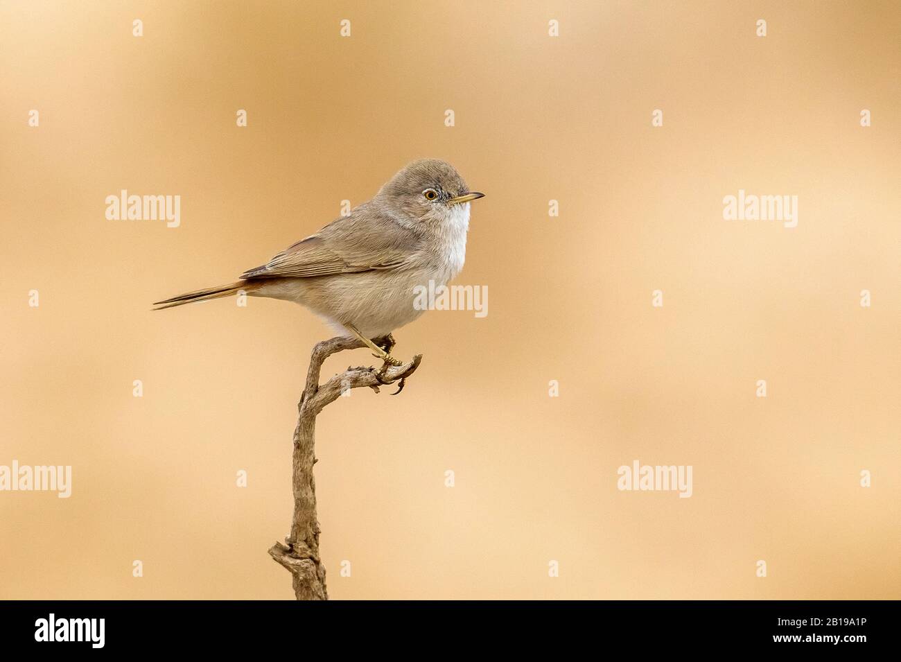Desert whitethroat, Asian Desert Warbler (Sylvia nana, Curruca nana), perched on a branch, Kuwait Stock Photo
