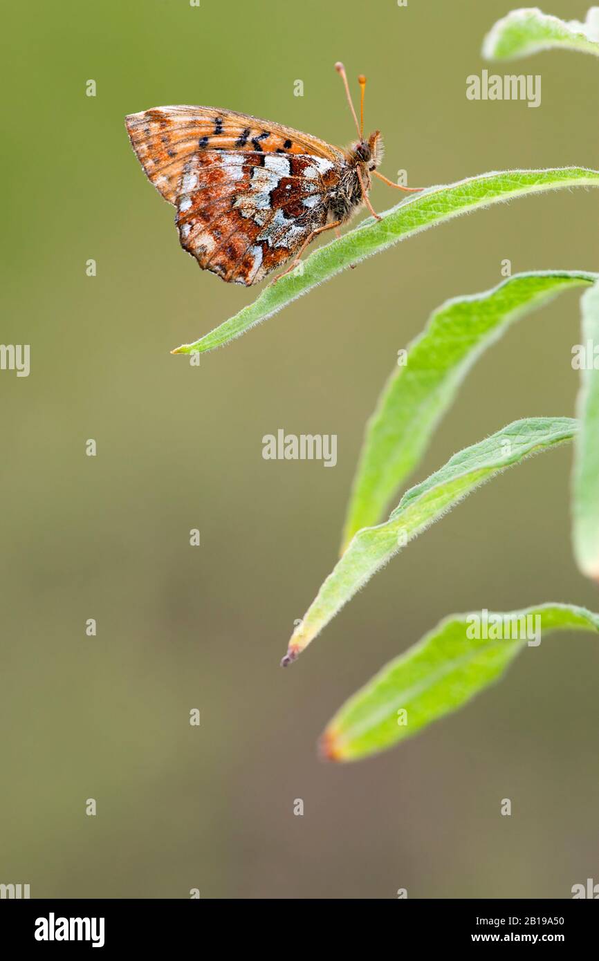 cranberry fritillary (Boloria aquilonaris), sitting on a leaf, side view, Germany Stock Photo