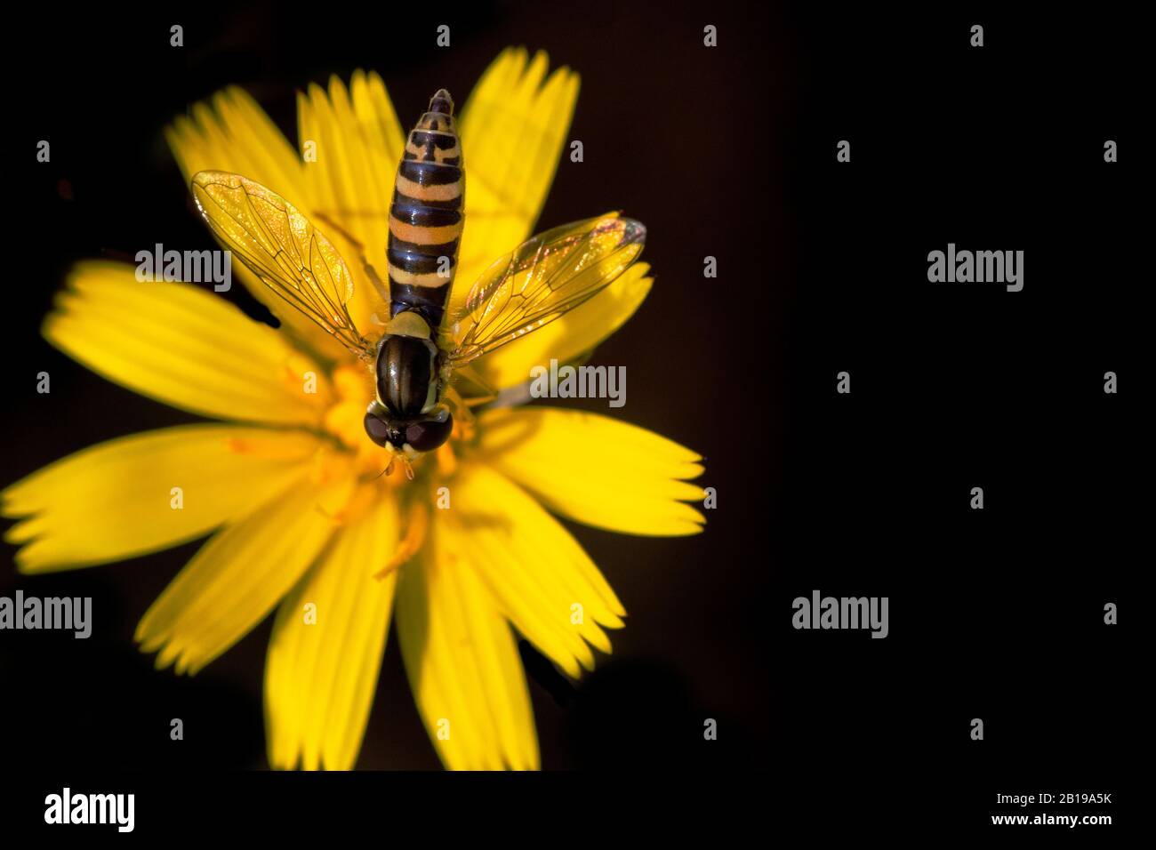Long hoverfly (Sphaerophoria scripta), on composite, Netherlands, Frisia Stock Photo