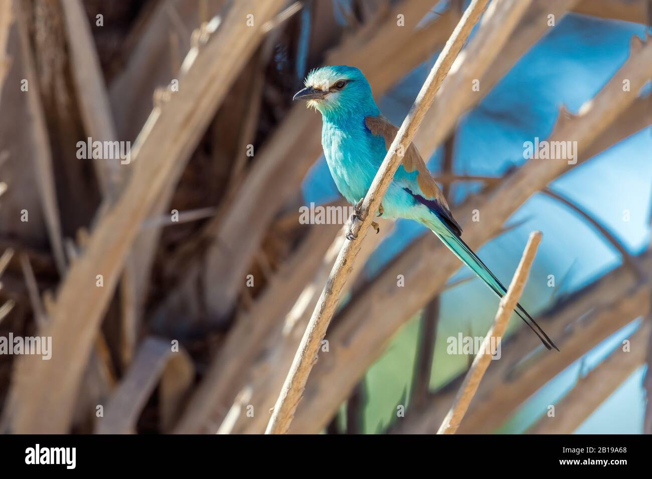 Abyssinian roller, Lilac-breasted roller (Coracias abyssinica, Coracias abyssinicus), perched on a palmtree, Mauritania Stock Photo