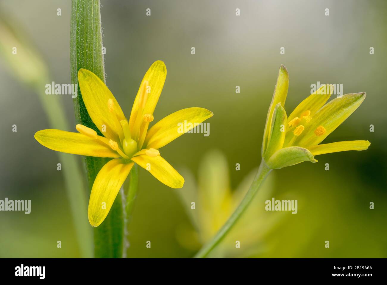 yellow star-of-bethlehem (Gagea lutea), two flowers, Germany, Bavaria Stock Photo