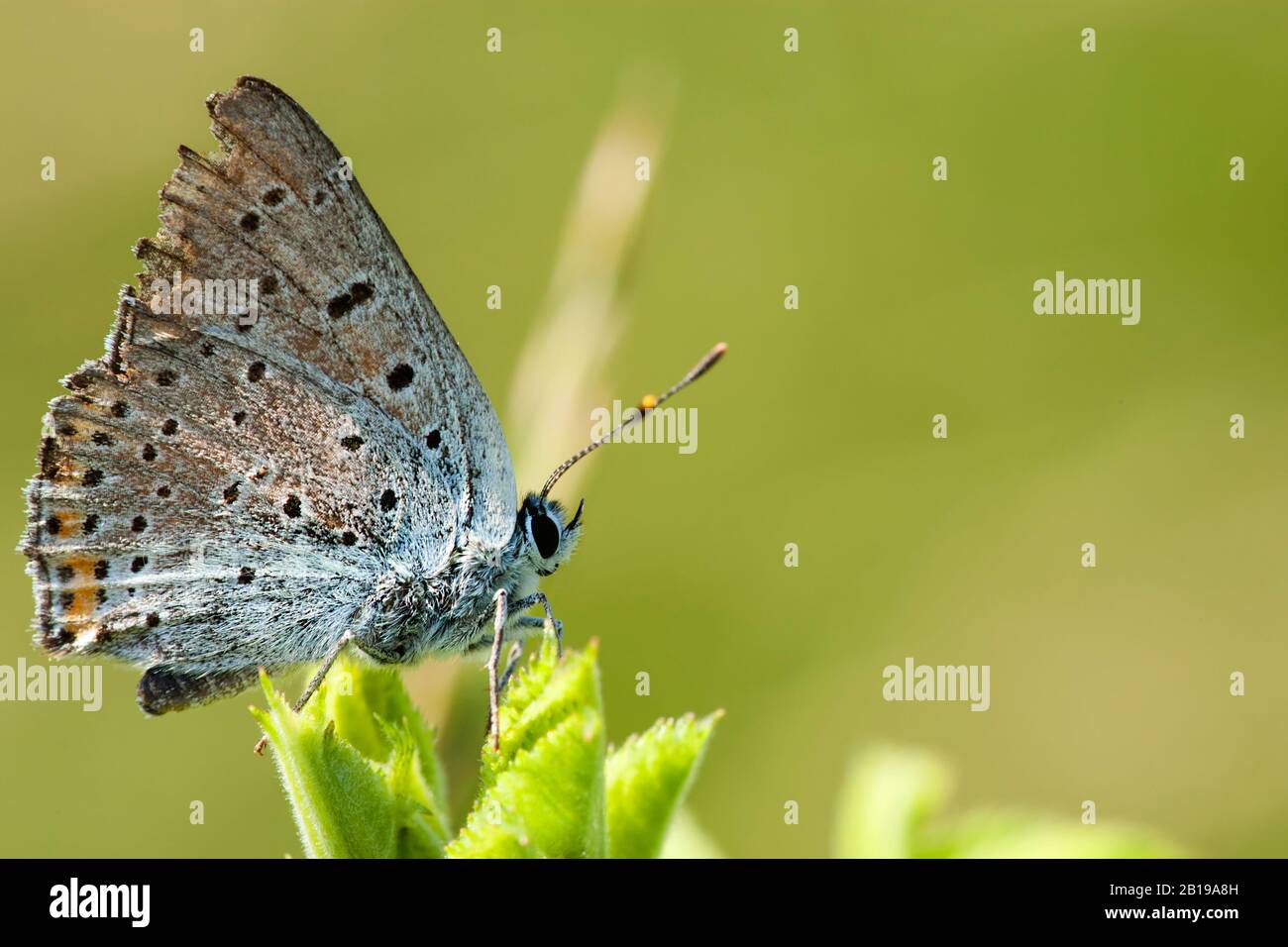 Purple-shot Copper (Lycaena alciphron), imago, side view, Hungary Stock Photo