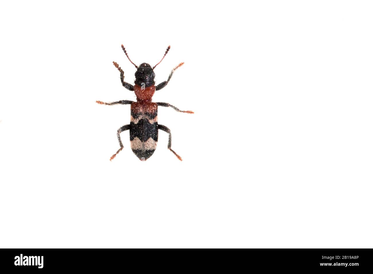 Ant beetle, European Red-bellied Clerid (Thanasimus formicarius), cutout, Netherlands, Gelderland Stock Photo