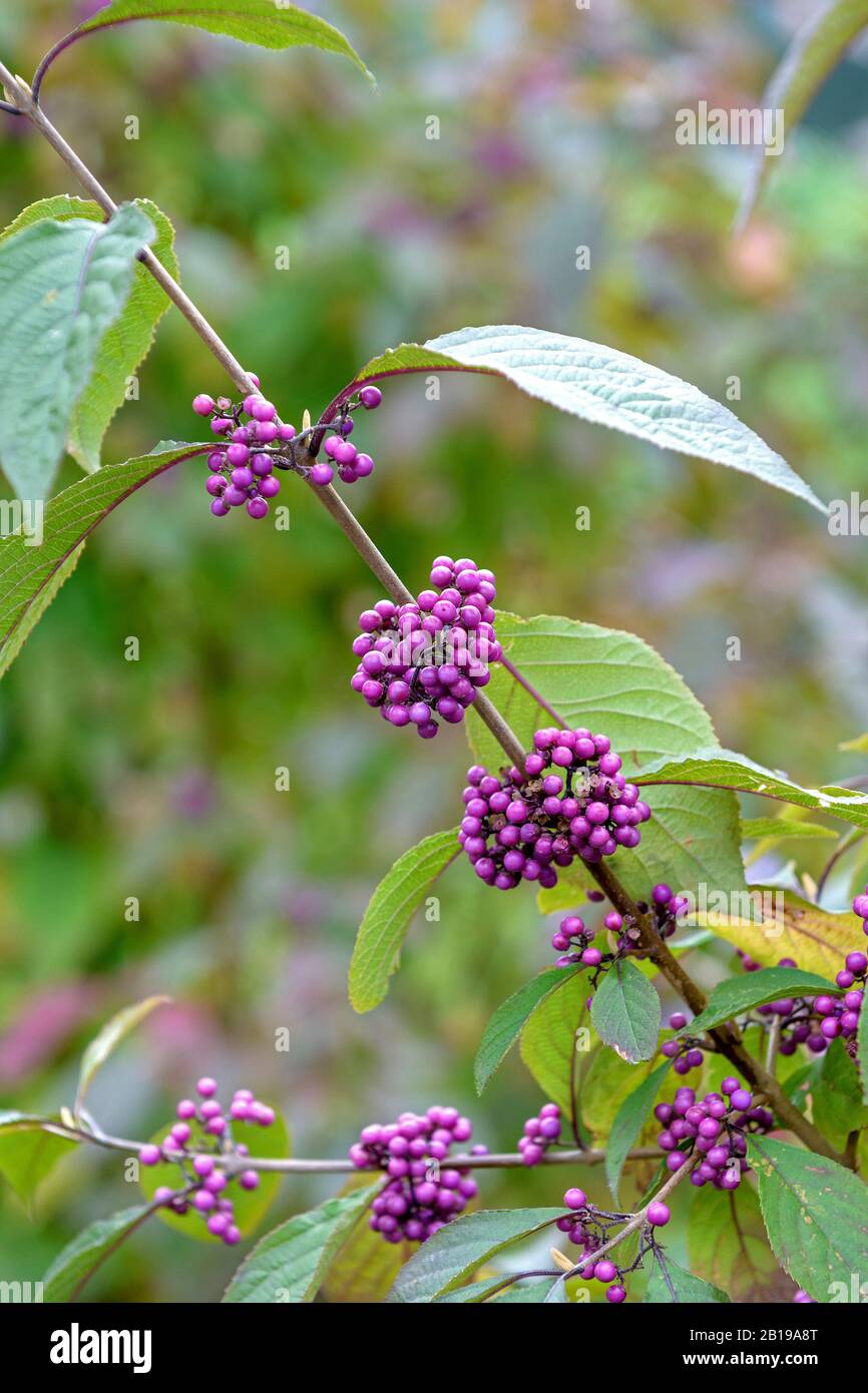 Bodinier's beautyberry (Callicarpa bodinieri 'Profusion', Callicarpa bodinieri Profusion), cultivar Profusion, Germany, Saxony Stock Photo