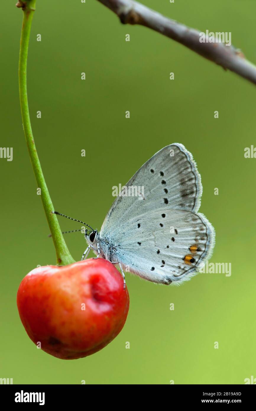 Ahort-tailed blue, Tailed Cupid (Cupido argiades), sits on a cherry, Hungary Stock Photo