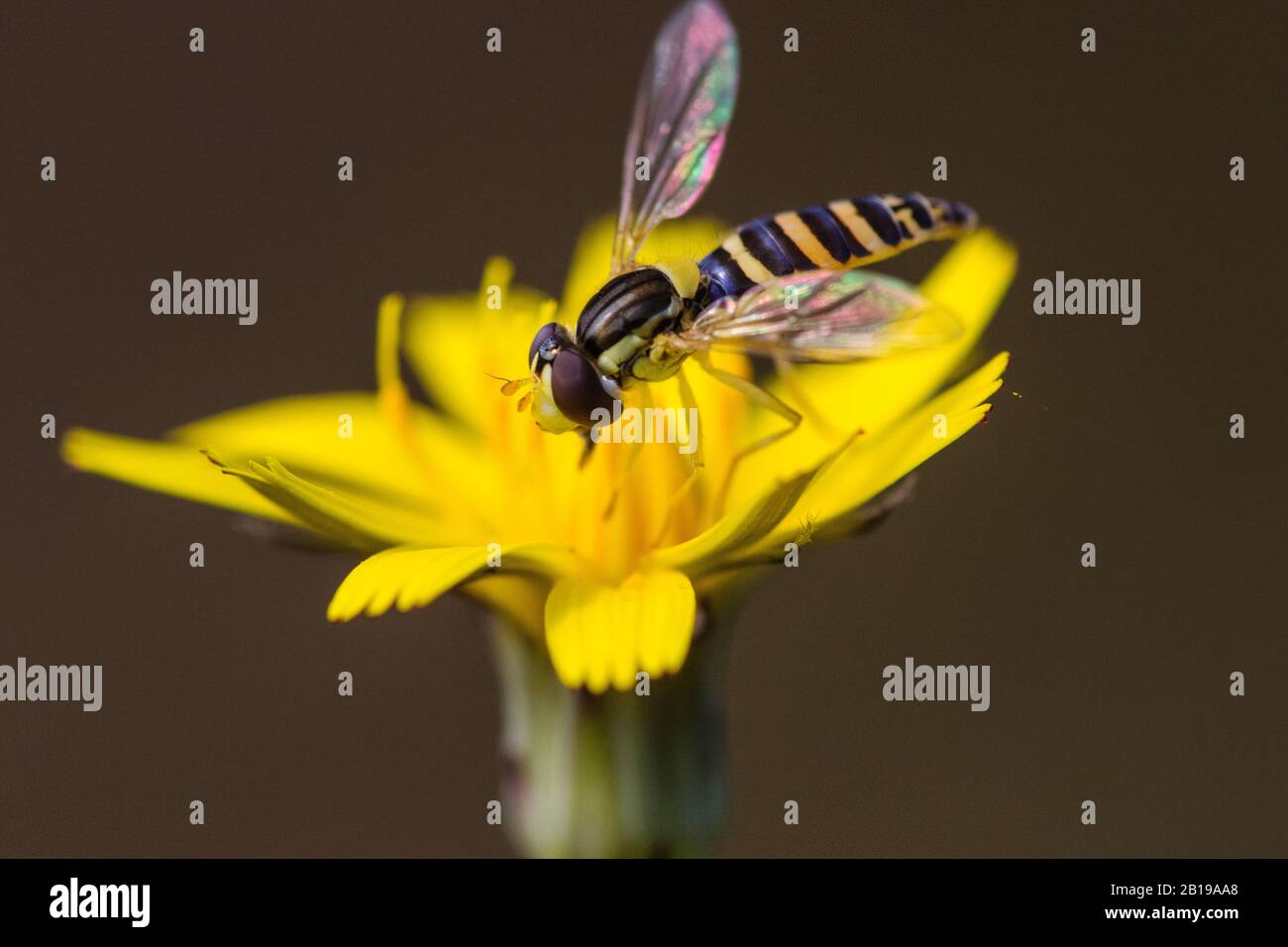Long hoverfly (Sphaerophoria scripta), on composite, Netherlands, Frisia Stock Photo
