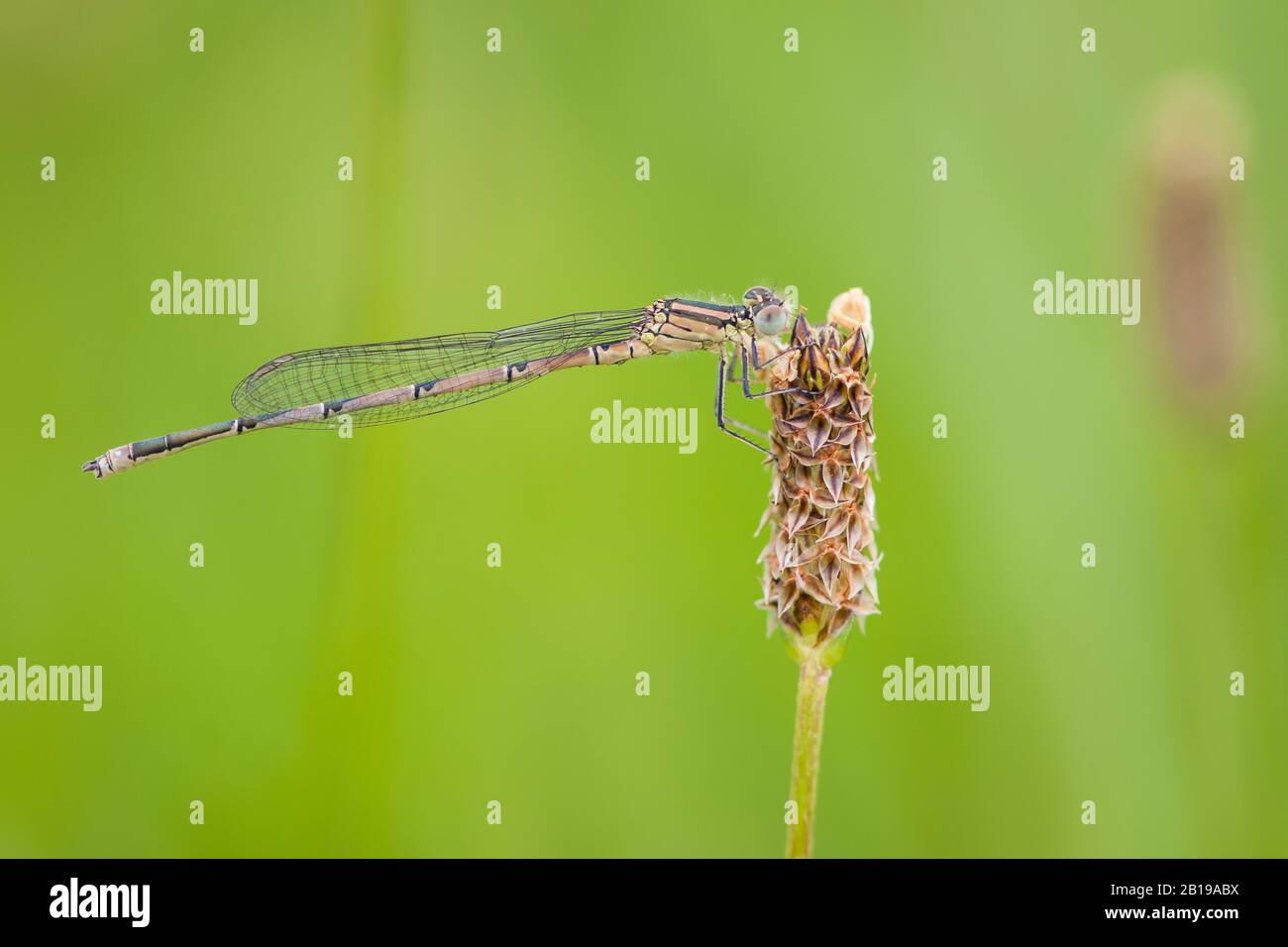 Goblet-marked damselfly (Erythromma lindenii, Cercion lindenii, Coenagrion lindenii), Immature male, Netherlands, Limburg Stock Photo