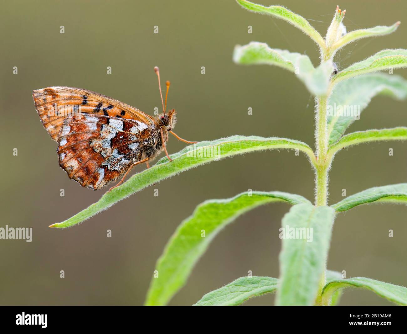cranberry fritillary (Boloria aquilonaris), sitting on a leaf, side view, Germany Stock Photo