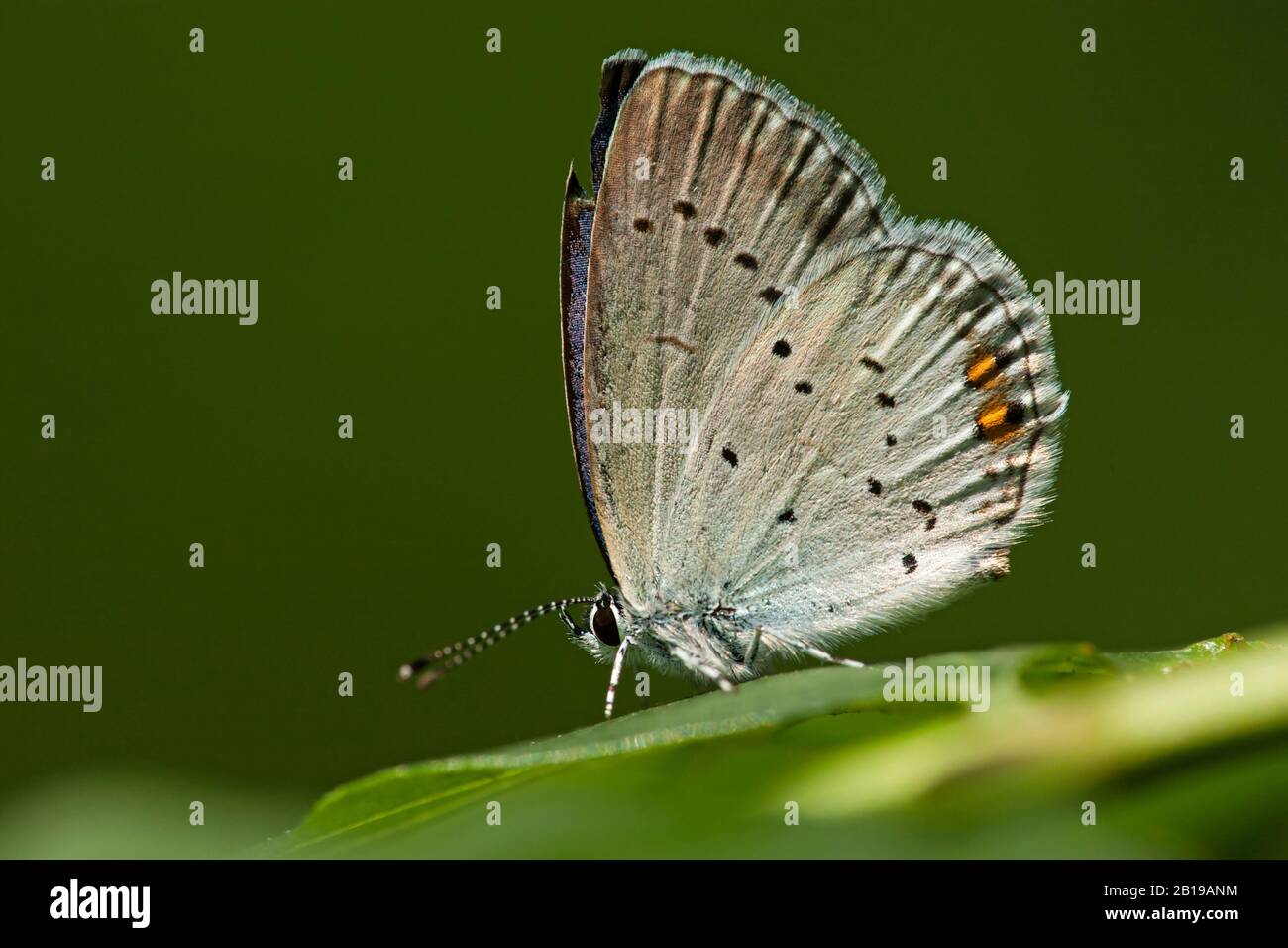 Ahort-tailed blue, Tailed Cupid (Cupido argiades), sits on a leaf, Hungary Stock Photo
