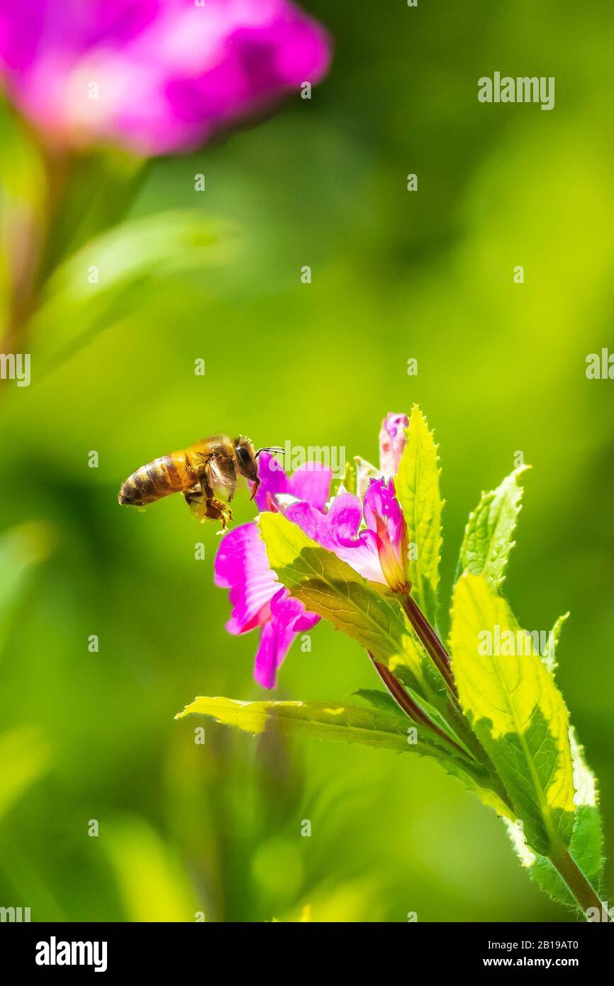 Closeup of a western honey bee or European honey bee (Apis mellifera) feeding nectar of pink great hairy willowherb Epilobium hirsutum flowers Stock Photo