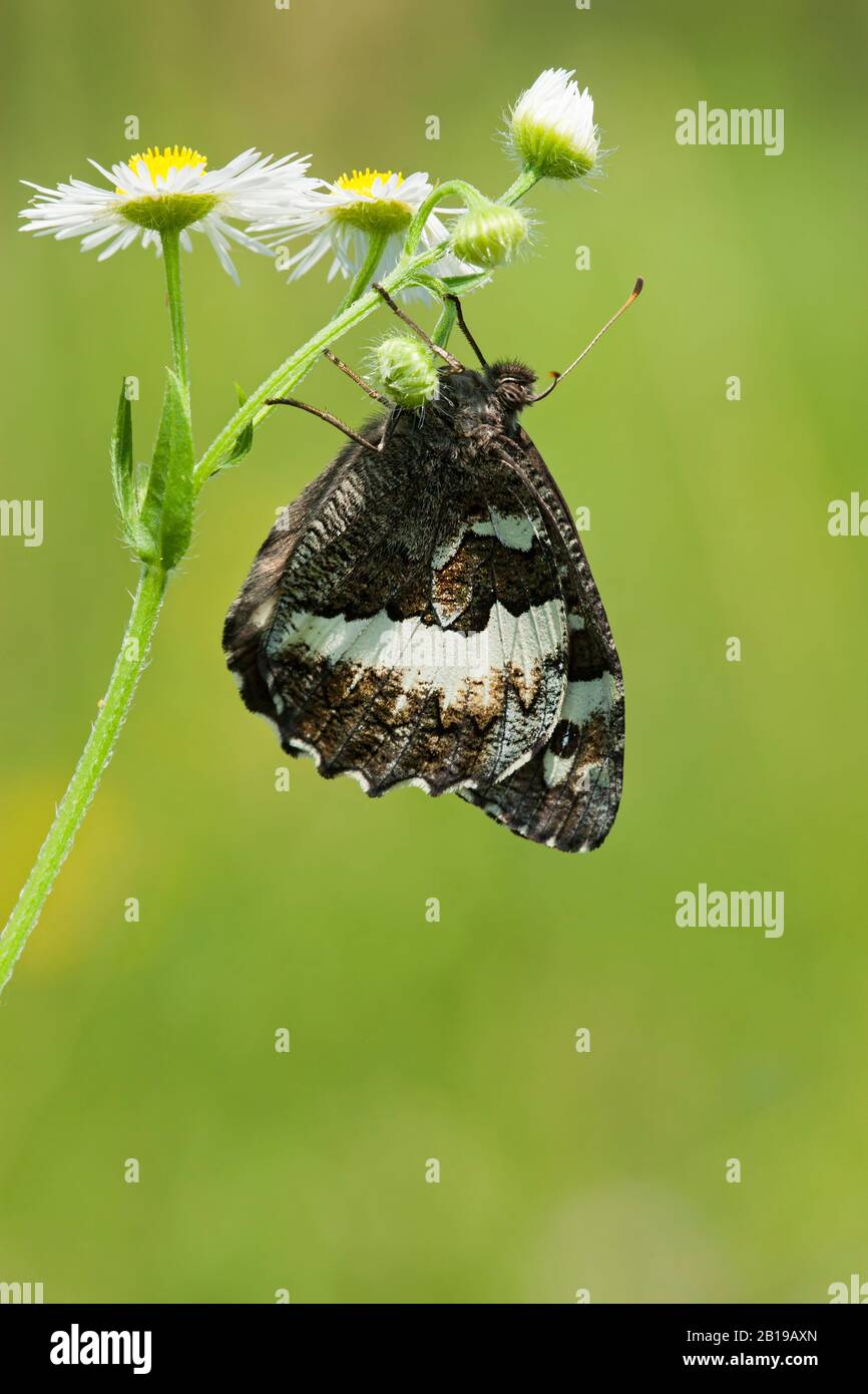 great banded grayling, greater wood nymph (Brintesia circe), at Erigeron annuus, Hungary Stock Photo
