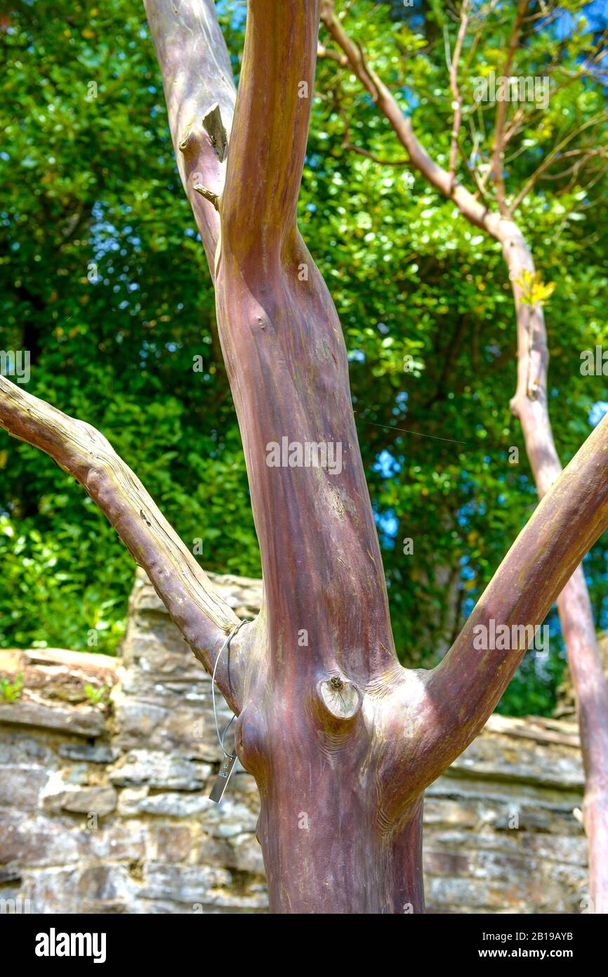 Hybrid strawberry tree, Red Barked Strawberry Tree (Arbutus andrachnoides, Arbutus x andrachnoides), trunk, United Kingdom, England Stock Photo