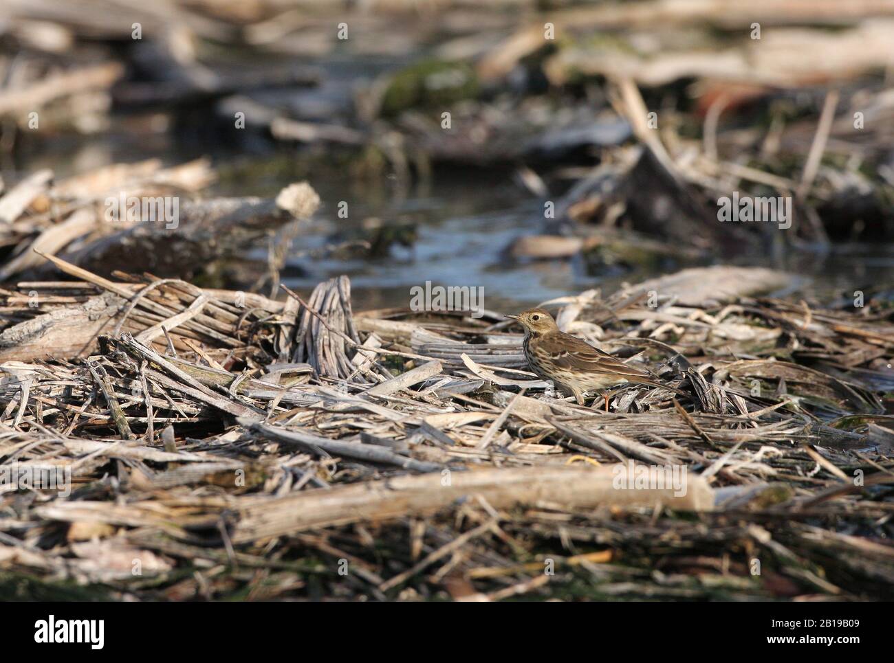 Buff colours hi-res stock photography and images - Alamy