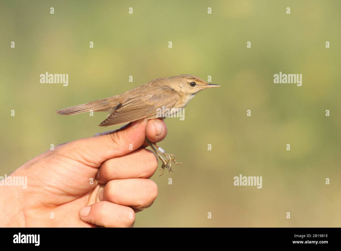 Warbler Ringing marsh warbler (Acrocephalus palustris), in the hand during ringing ...