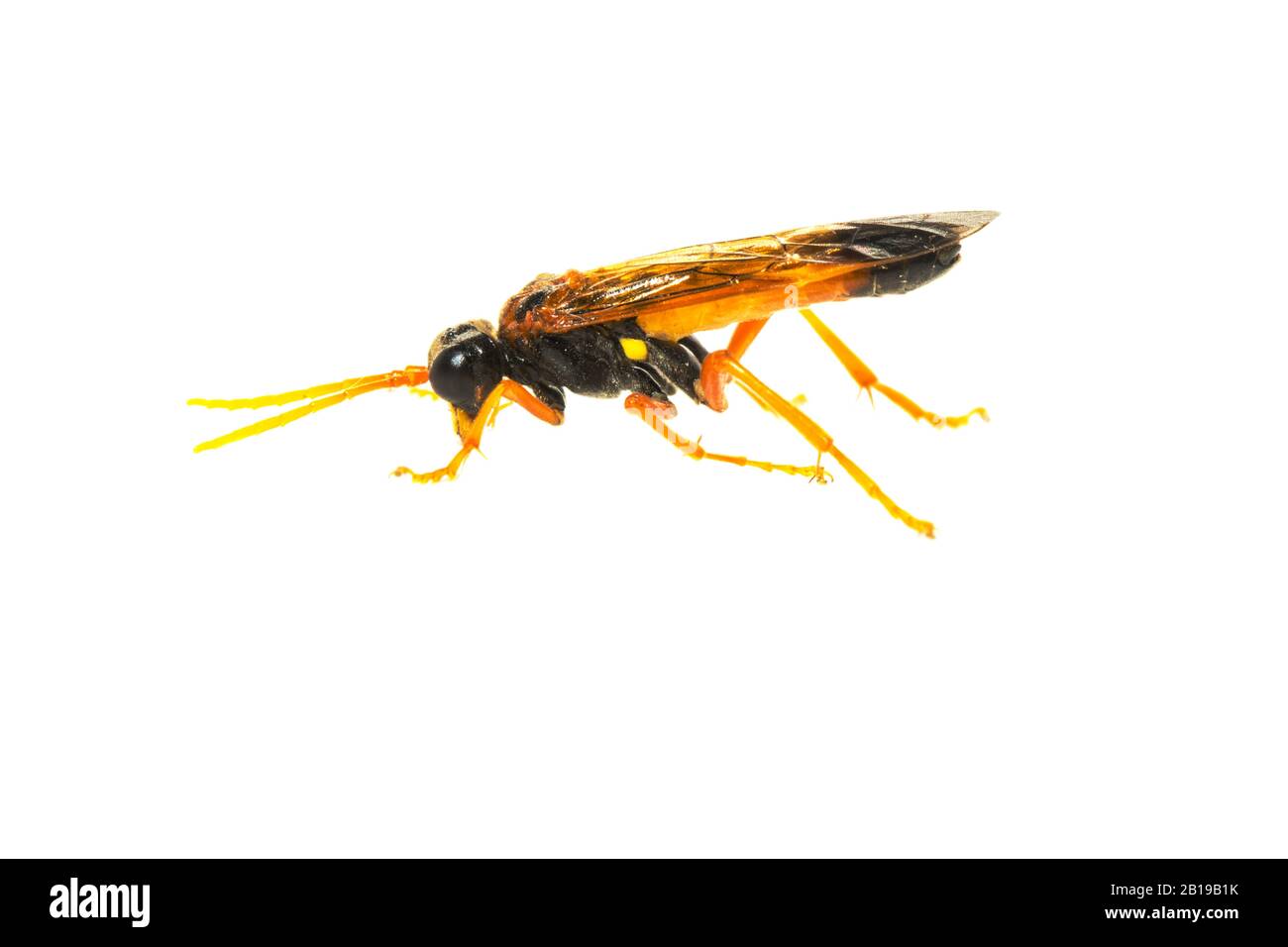Sawfly, Saw-fly (Tenthredo campestris), lateral view, cutout, Netherlands Stock Photo