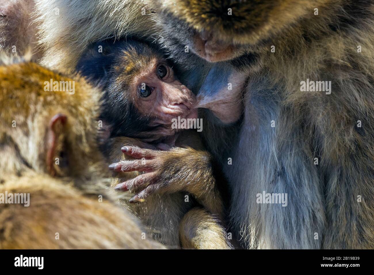 barbary ape, barbary macaque (Macaca sylvanus), suckling pup, Gibraltar Stock Photo