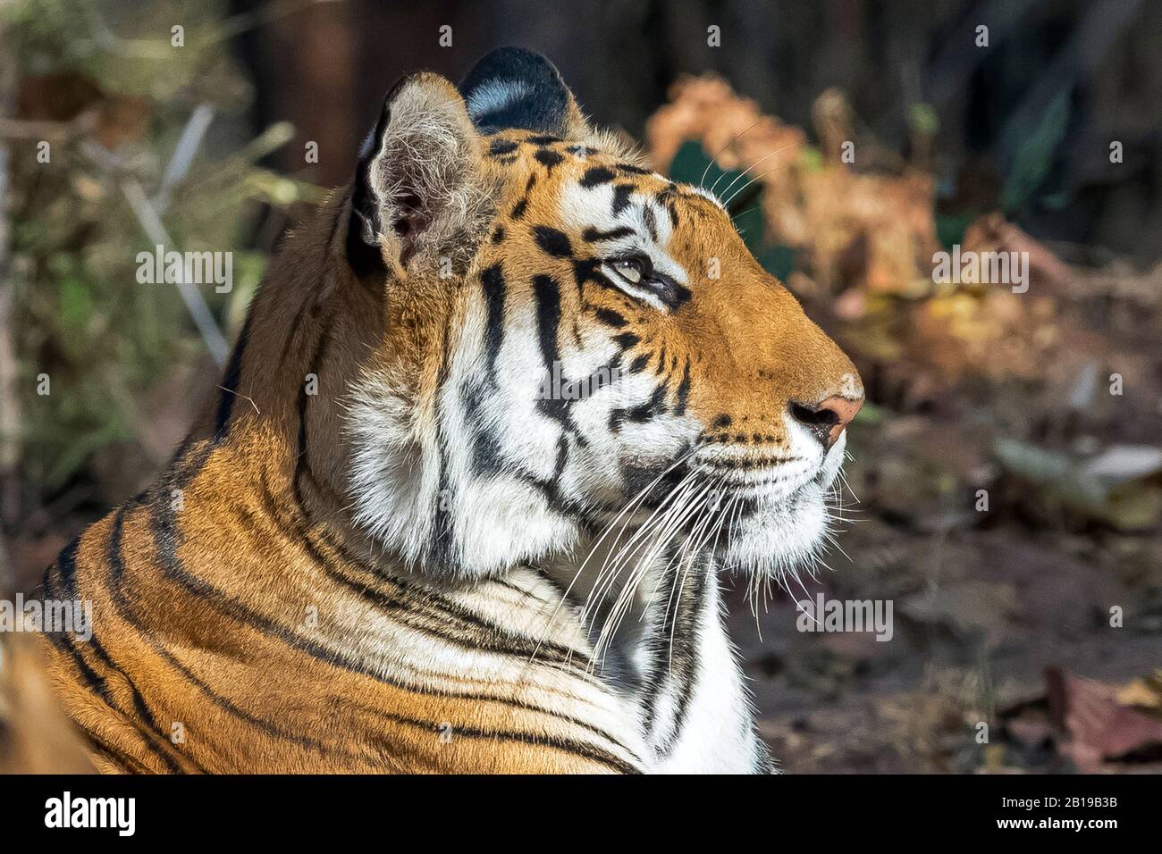 Bengal tiger (Panthera tigris tigris), portrait, India, Bandavgarh Stock Photo